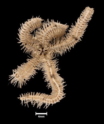 Media type: image;   Invertebrate Zoology OPH-1949 Aspect: ventral